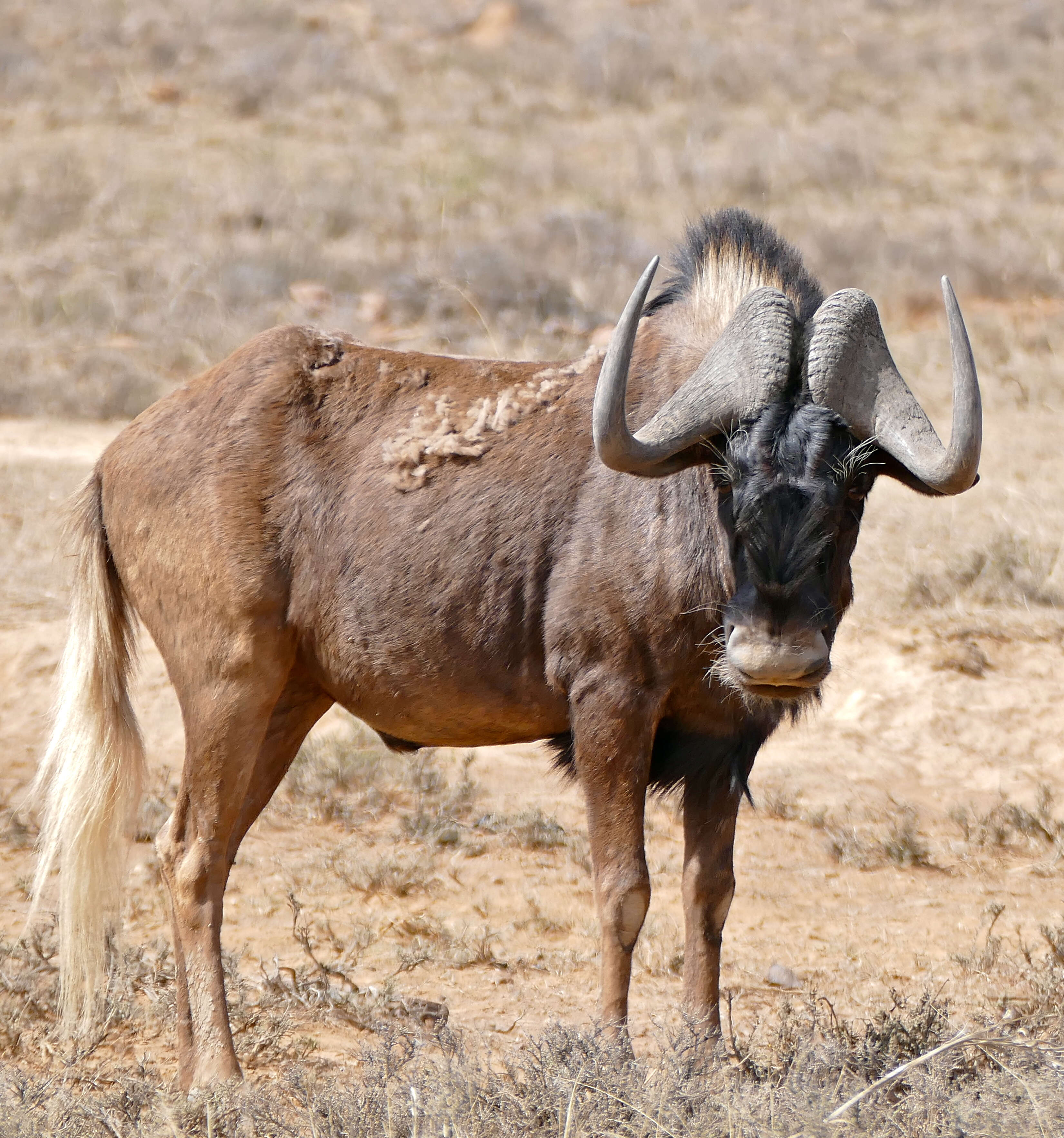 Image of Black Wildebeest