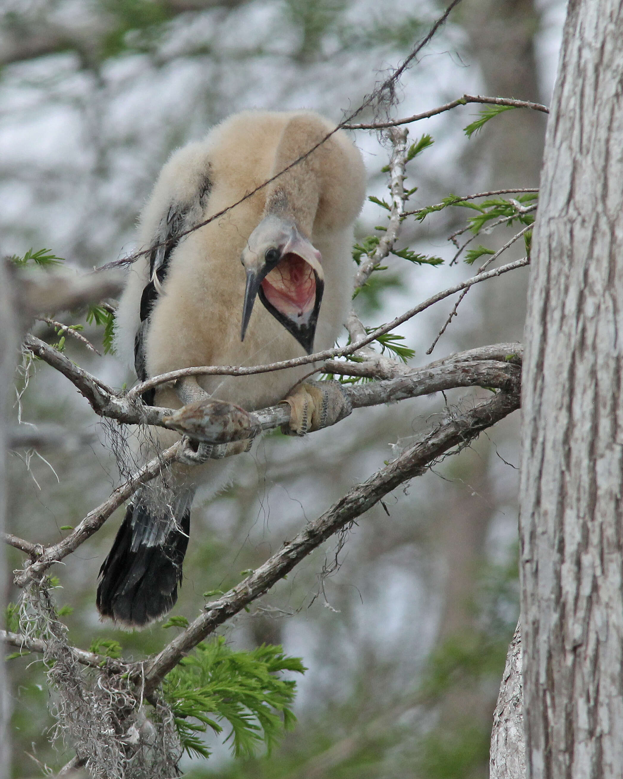 Image de Anhinga d'Amérique