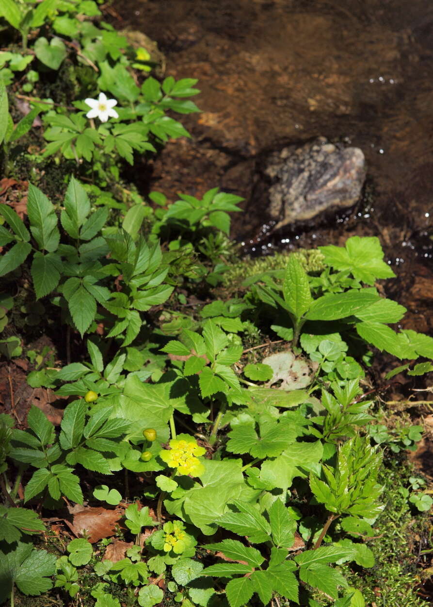 Image of alternate-leaf golden saxifrage