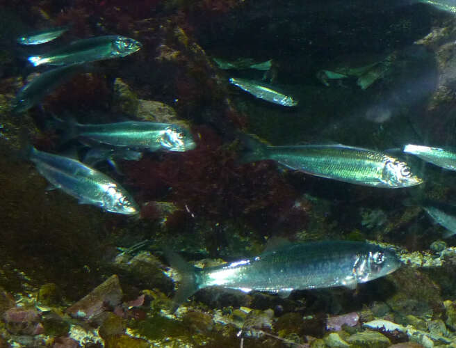 Image of Atlantic Herring