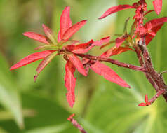 Plancia ëd Ludwigia octovalvis (Jacq.) Raven