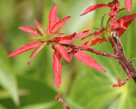 Image of Mexican primrose-willow