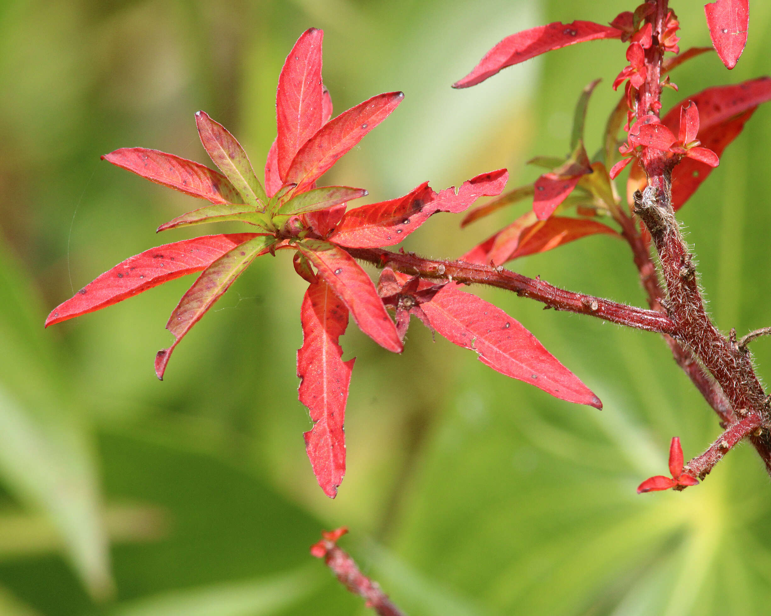 Image of Mexican primrose-willow