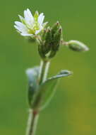 Image of sticky chickweed