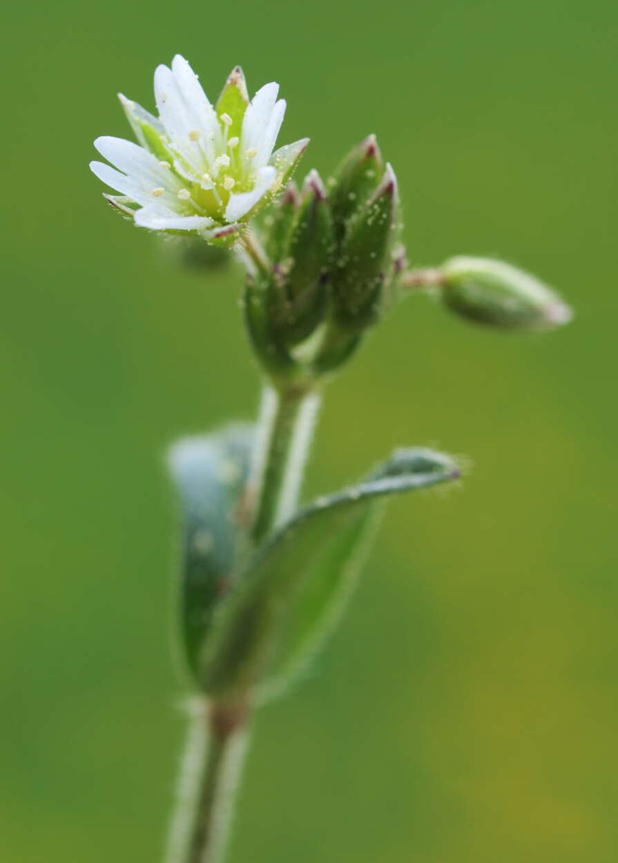 Image of sticky chickweed