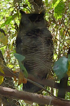 Image of Great Horned Owl