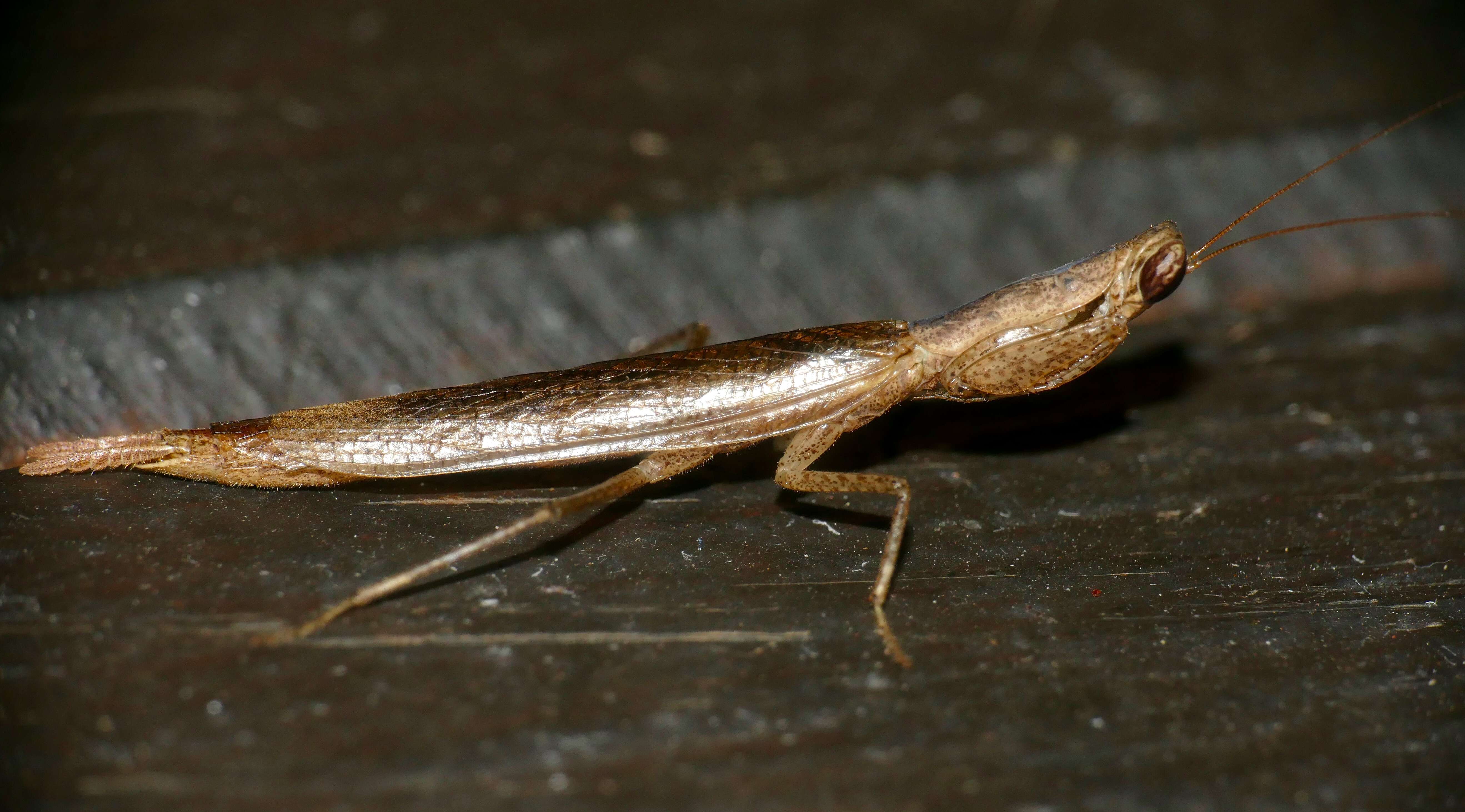 Image of Galepsus