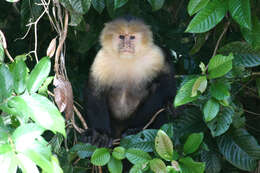 Image of white-faced capuchin