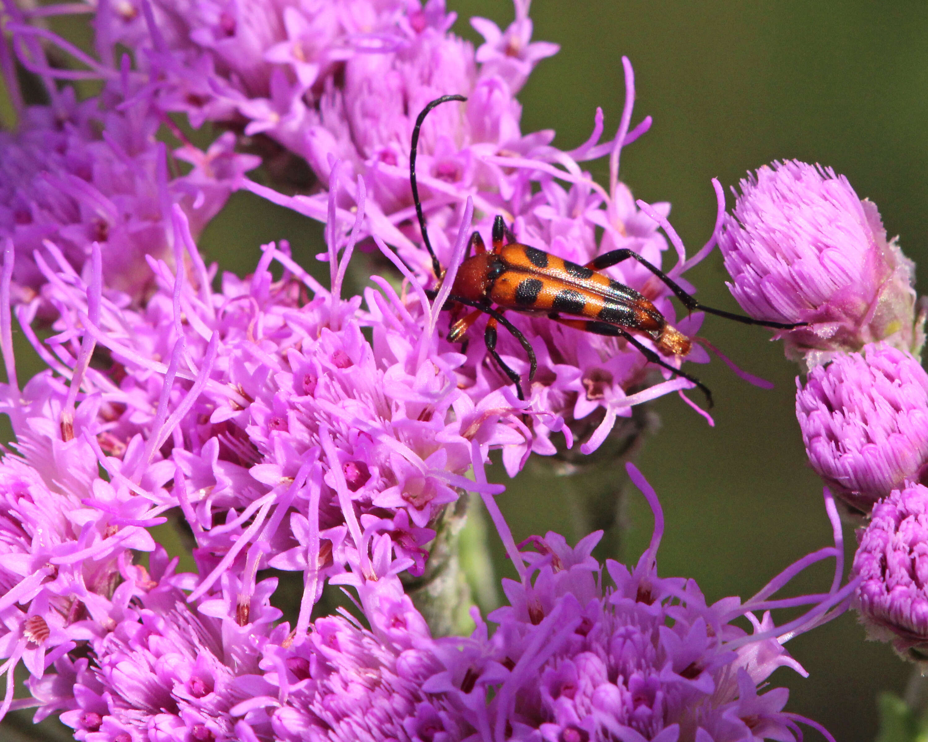 Image of Six-spotted Flower Strangalia