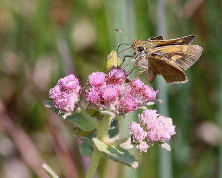 Image of Tawny-edged Skipper