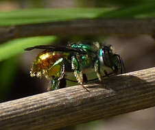 Image of Euglossa flammea Moure 1969