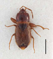 Image of Plinthisus (Plinthisus) hirsutus Slater 1964