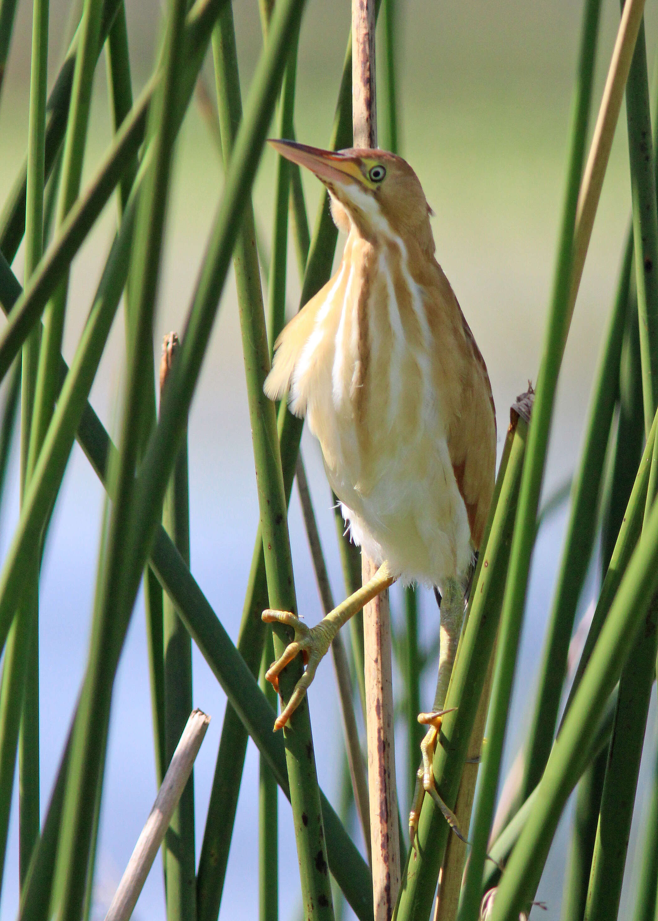 Image of Least Bittern