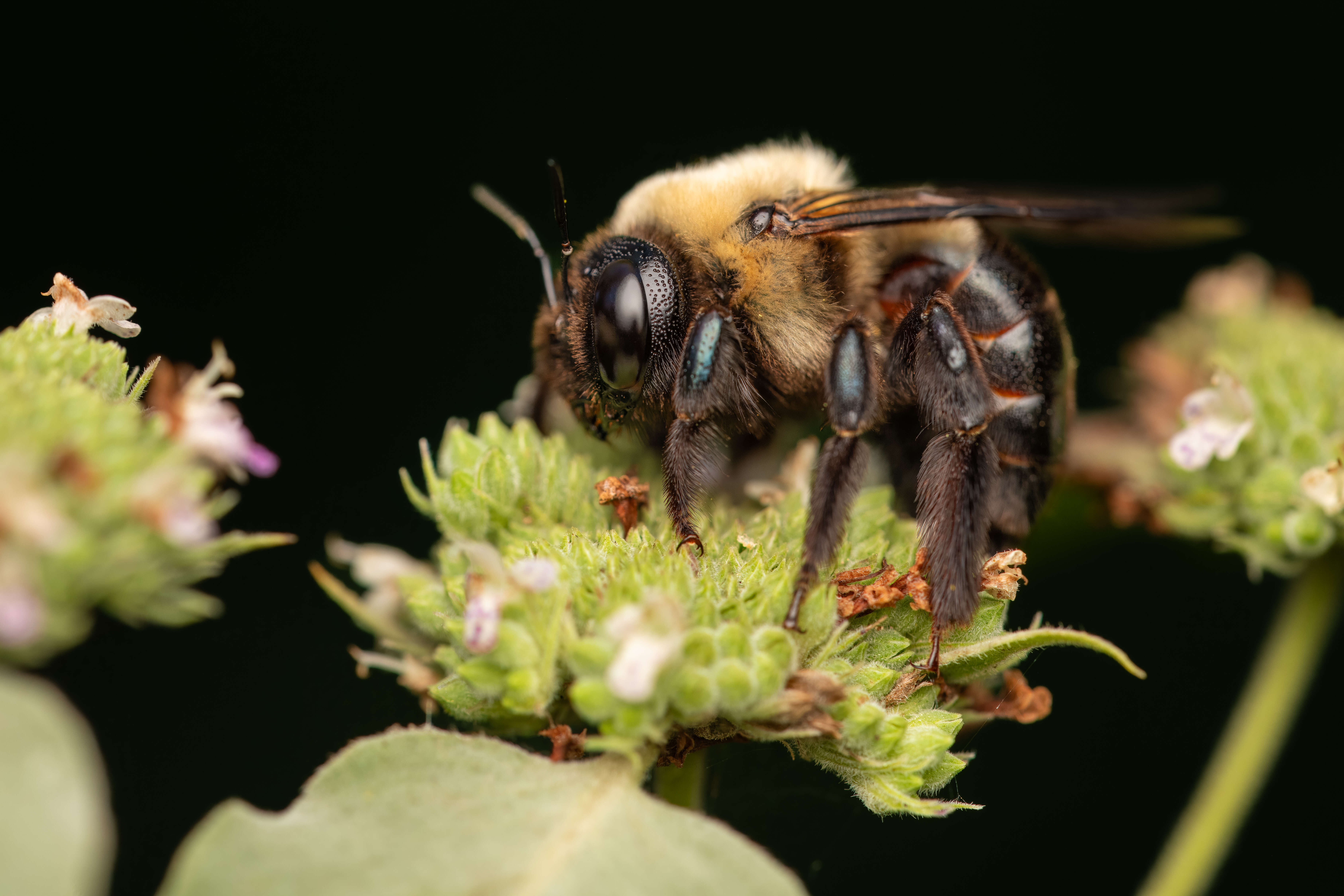 Plancia ëd Xylocopa virginica (Linnaeus 1771)