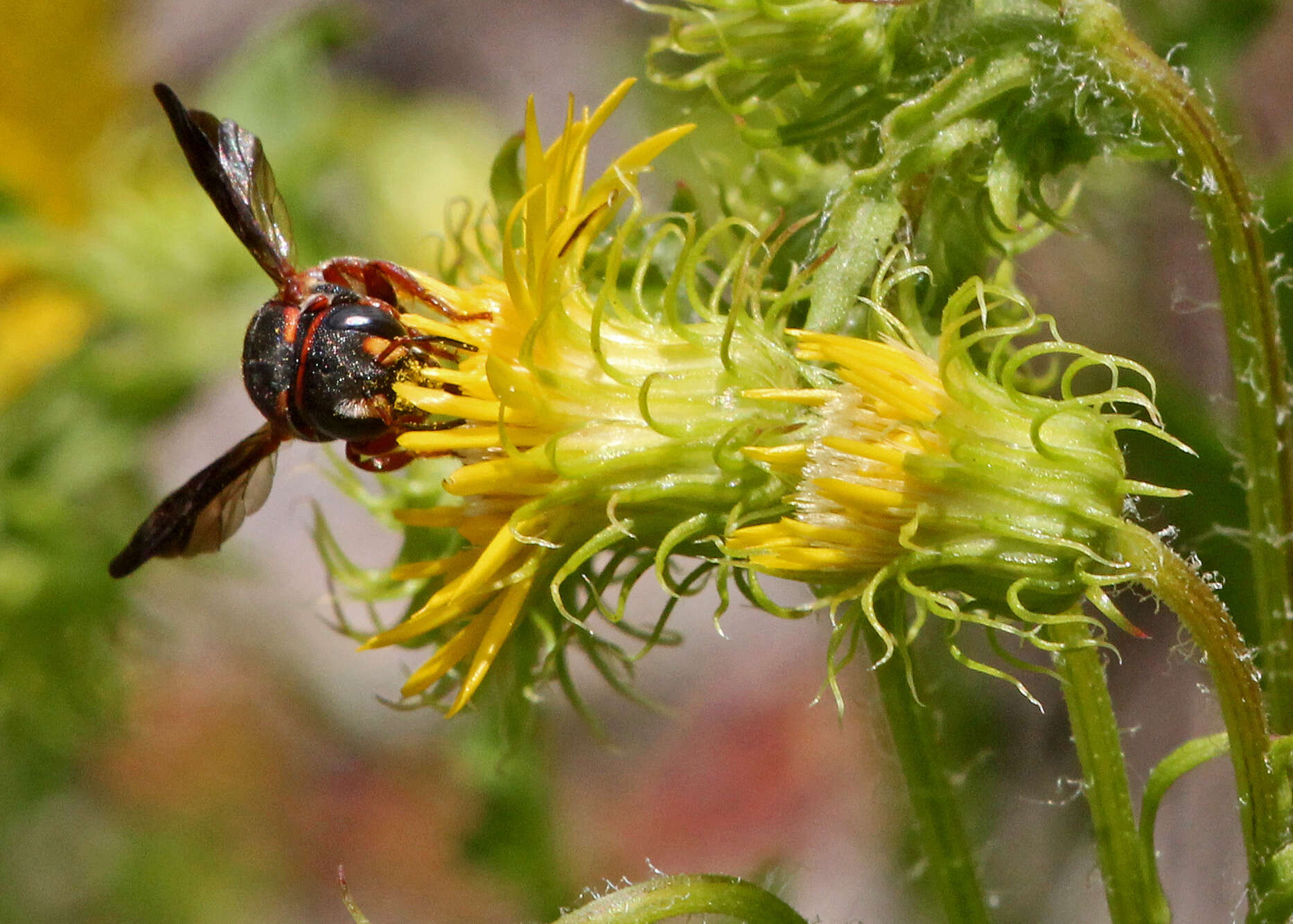 Image of scrubland goldenaster