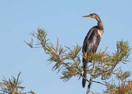 Image de Anhinga d'Amérique