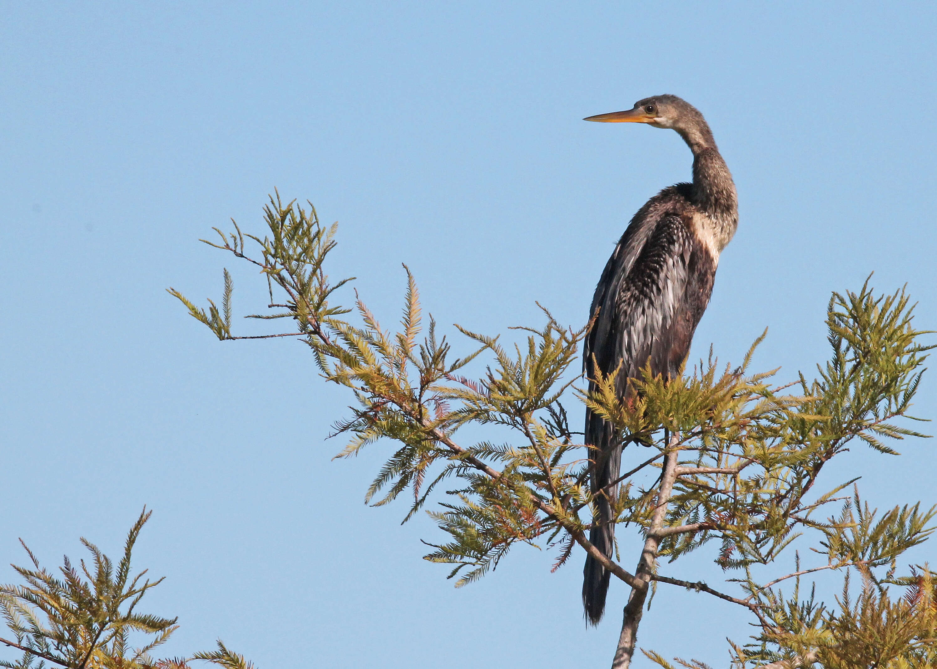 Image de Anhinga d'Amérique