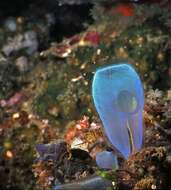 Image of blue ascidian