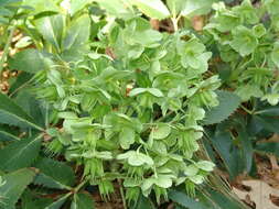 Image of Corsican hellebore