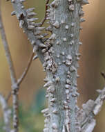 Image of American Sweetgum