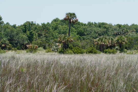 Image of Bunch Cord Grass