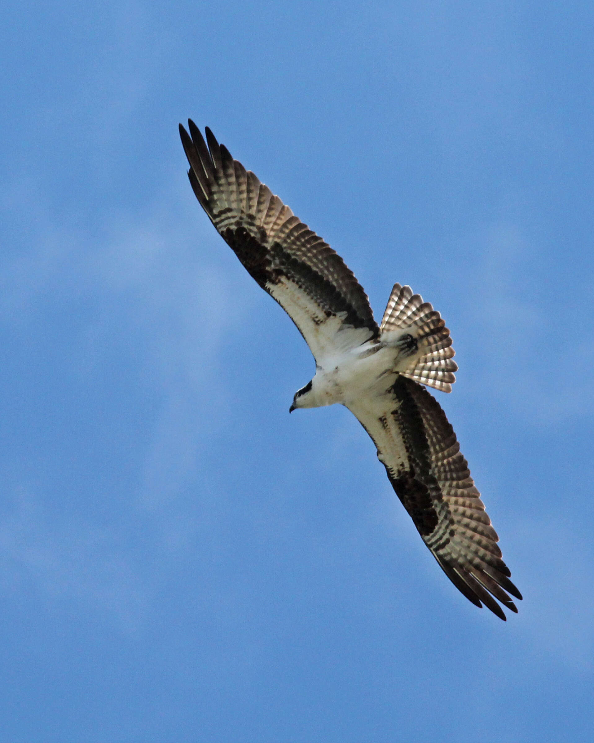 Image of ospreys