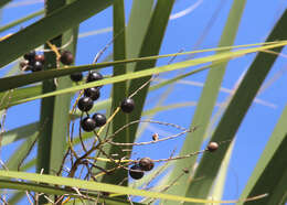 Image of Cabbage Palm