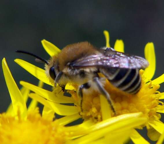 Colletes fodiens (Fourcroy 1785) resmi