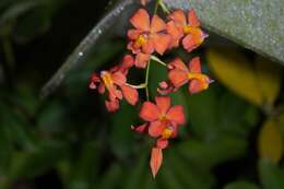 Imagem de Oncidium noezlianum (Mast.) M. W. Chase & N. H. Williams