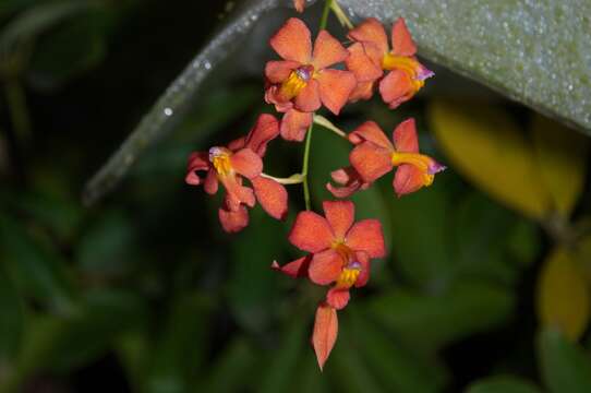 Imagem de Oncidium noezlianum (Mast.) M. W. Chase & N. H. Williams