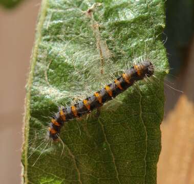 Image of oak eggar