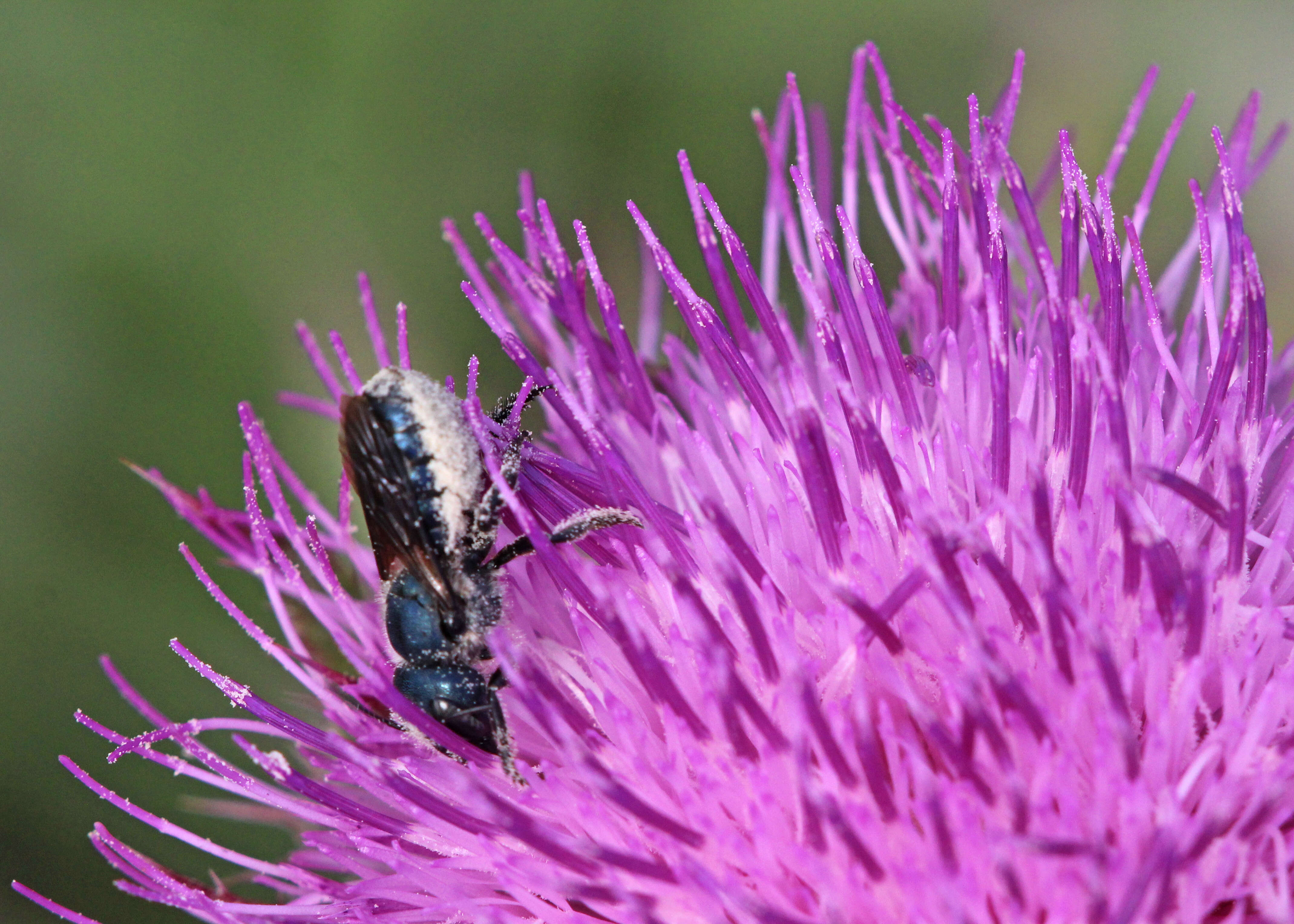 صورة Osmia chalybea Smith 1853