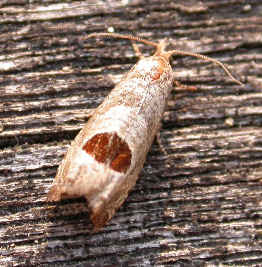 Image of Notocelia uddmanniana Linnaeus 1758