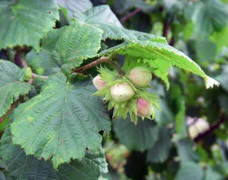 Image of Cobnut