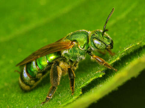 Agapostemon splendens (Lepeletier 1841)的圖片