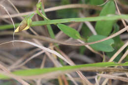 Image of Rabbitbells