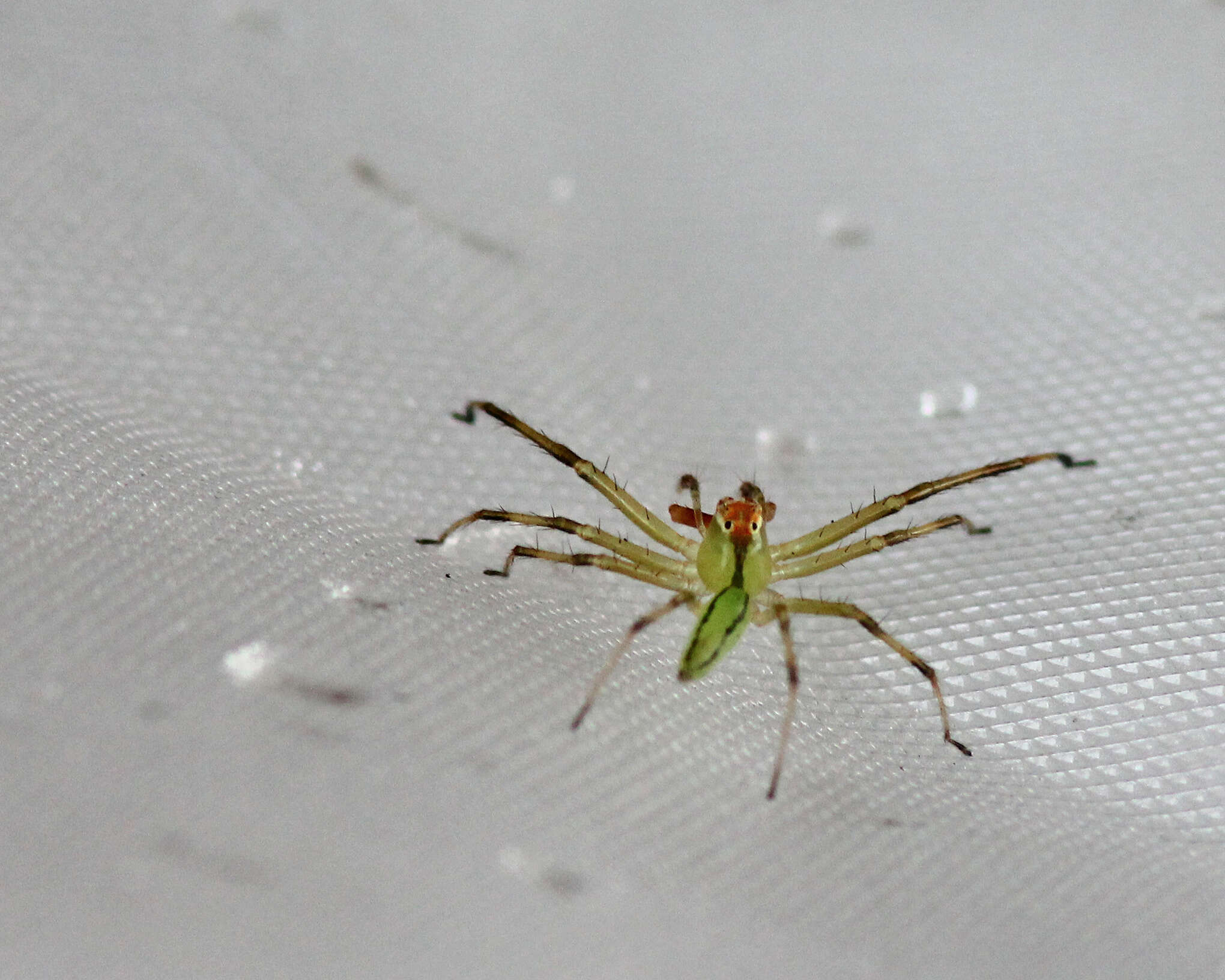 Image of Magnolia Green Jumper