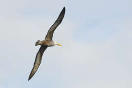 Image of Waved Albatross