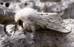 Image of white ermine