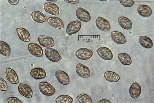 Image de Conocybe arrhenii (Fr.) Kits van Wav. 1970