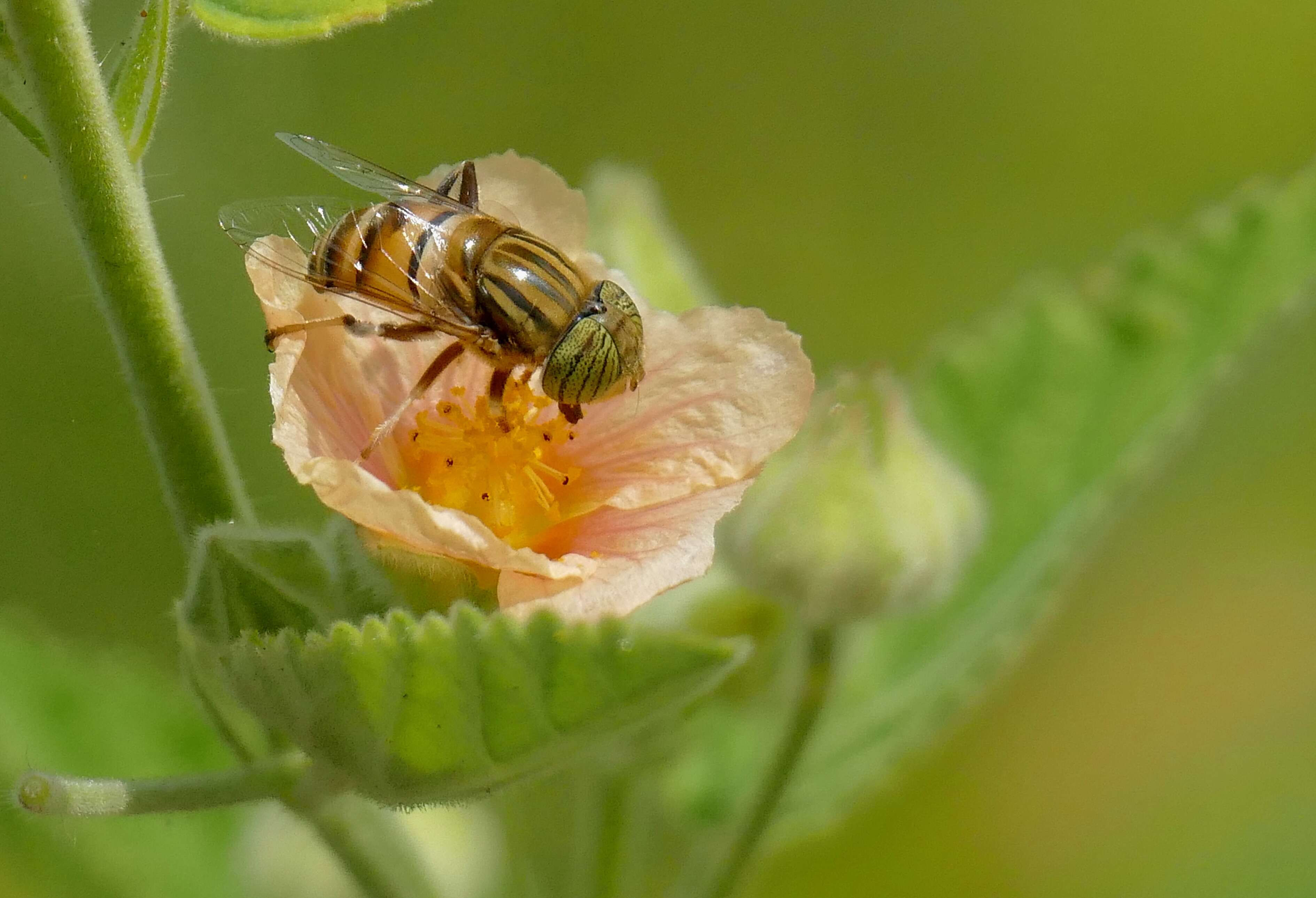 صورة Eristalinus quinquelineatus (Fabricius 1781)