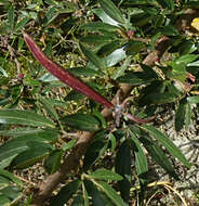 Imagem de Calliandra angustifolia Benth.