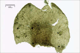 Image of Tamarisk Scalewort