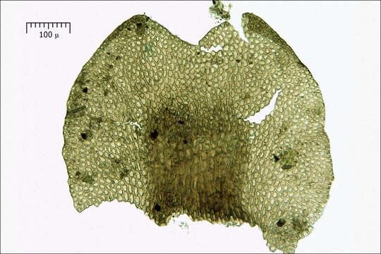 Image de Frullania tamarisci (L.) Dumort.