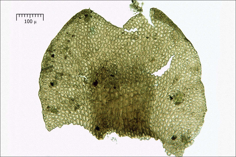 Image of Tamarisk Scalewort