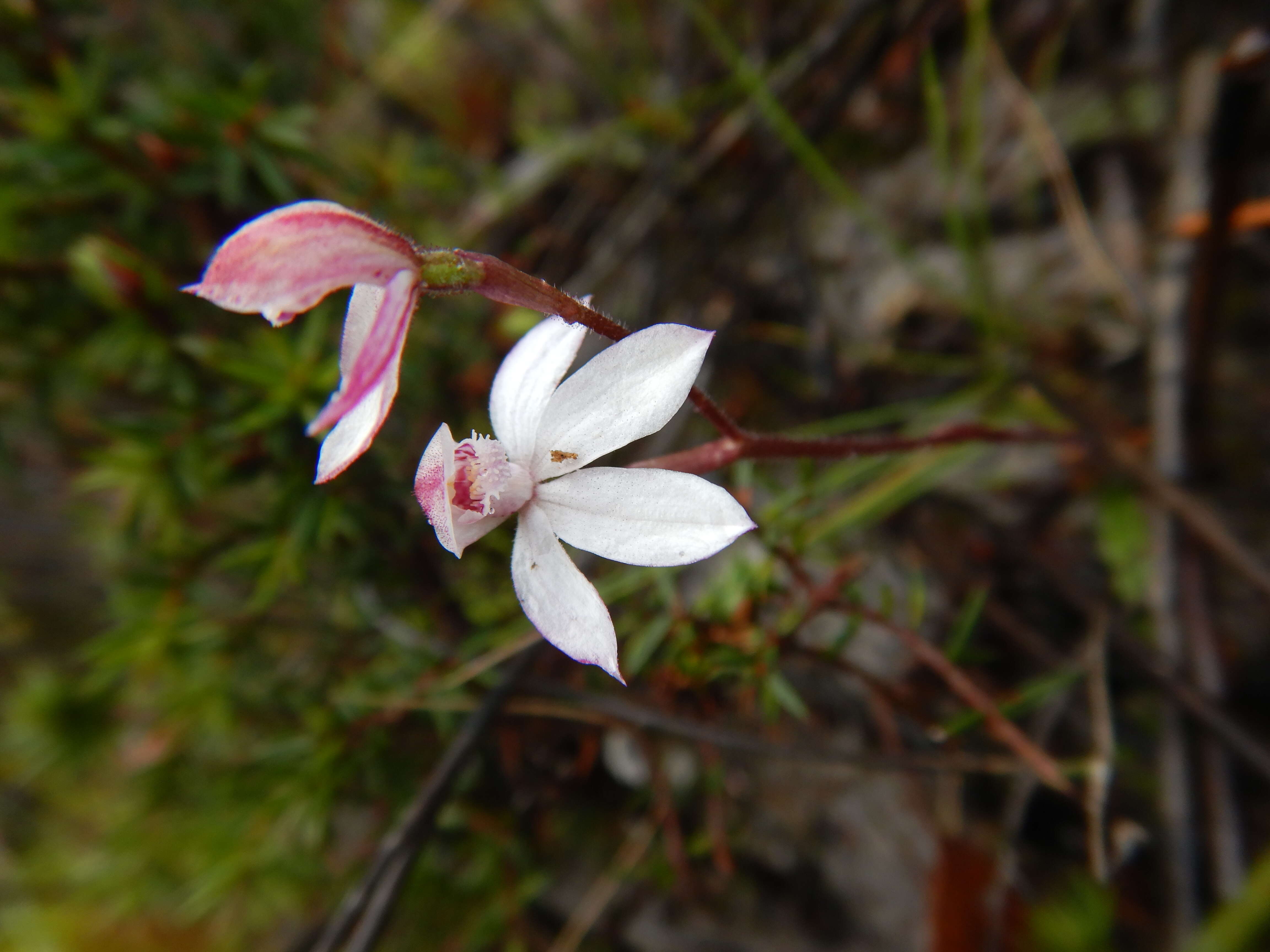 Image of Elegant Caladenia