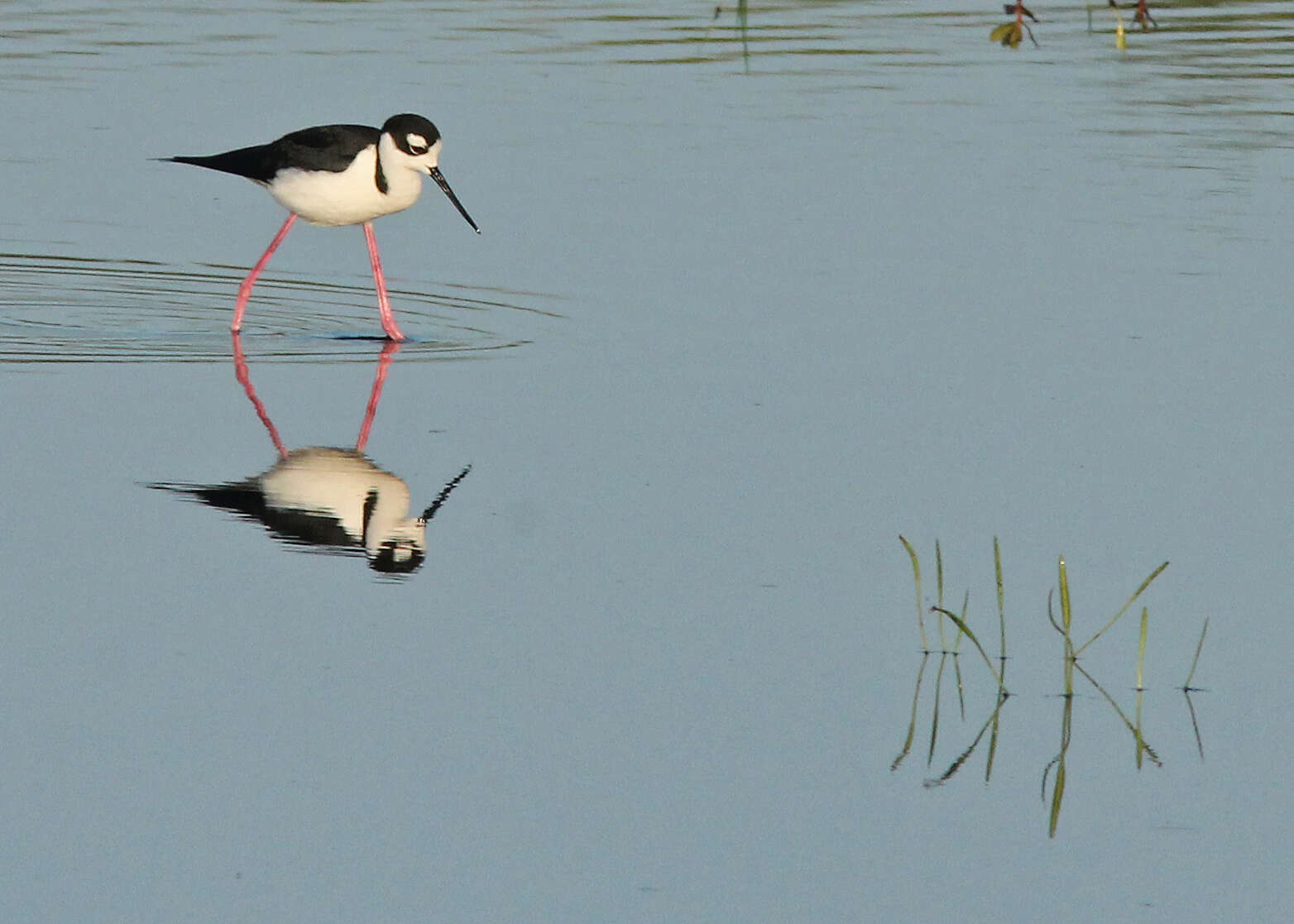 Image of Black-necked Stilt