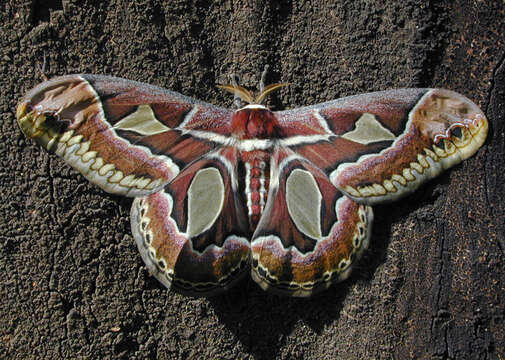 Image of Rothchild's Atlas Moth