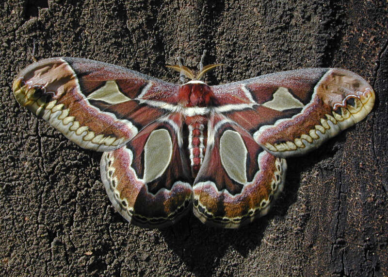 Image of Rothschildia jacobaeae (Walker 1855)