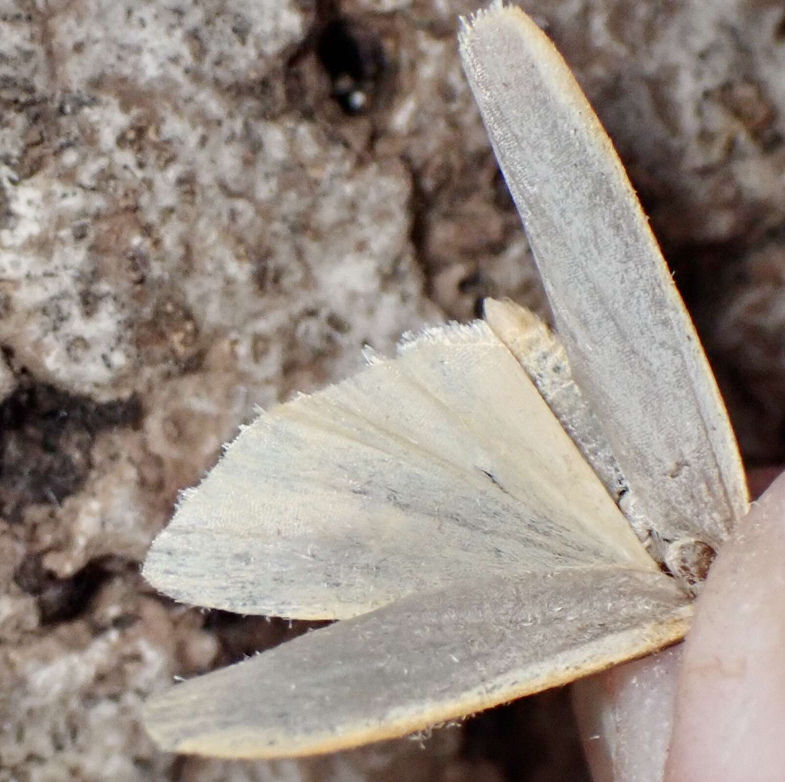 Image of scarce footman